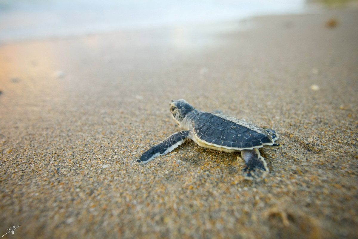 Photography #7365 from Green Sea Turtles | Ben Hicks
