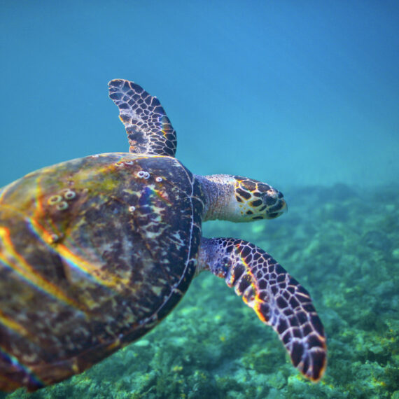 Hawksbill Sea Turtles | Ben Hicks