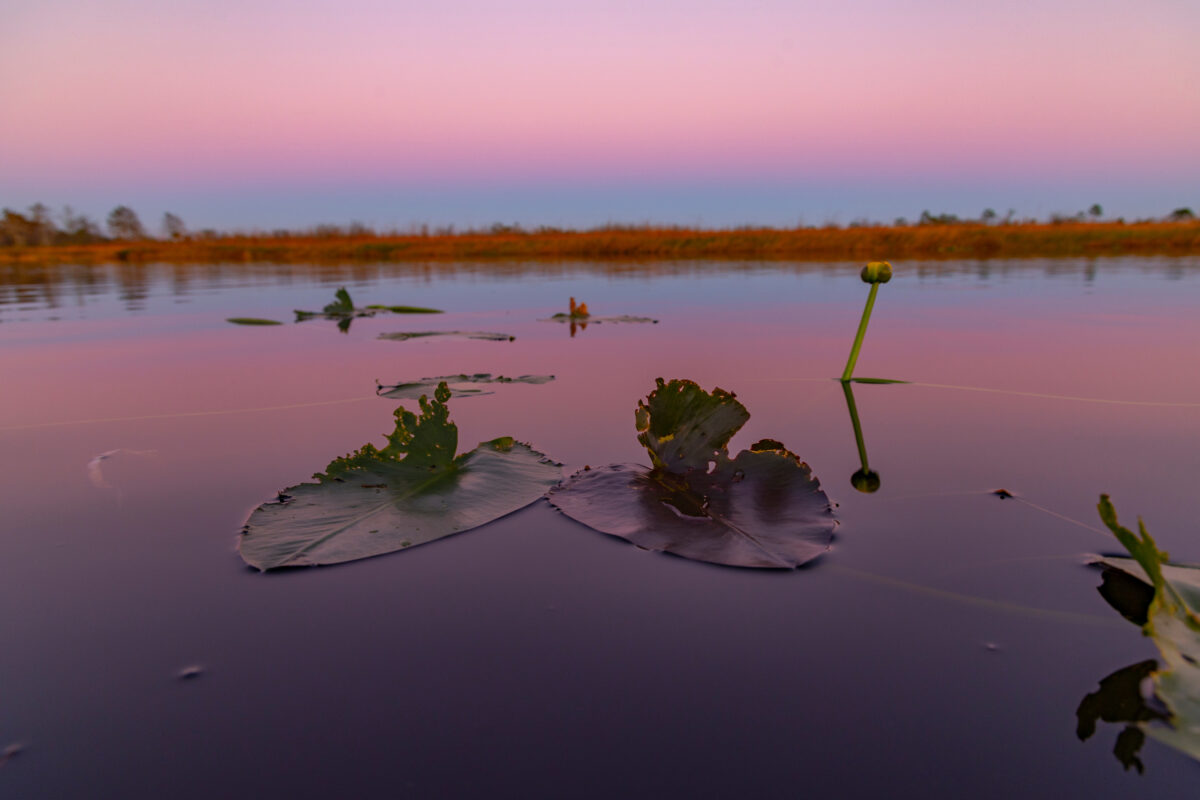 Photography #11687 from Landscape Florida