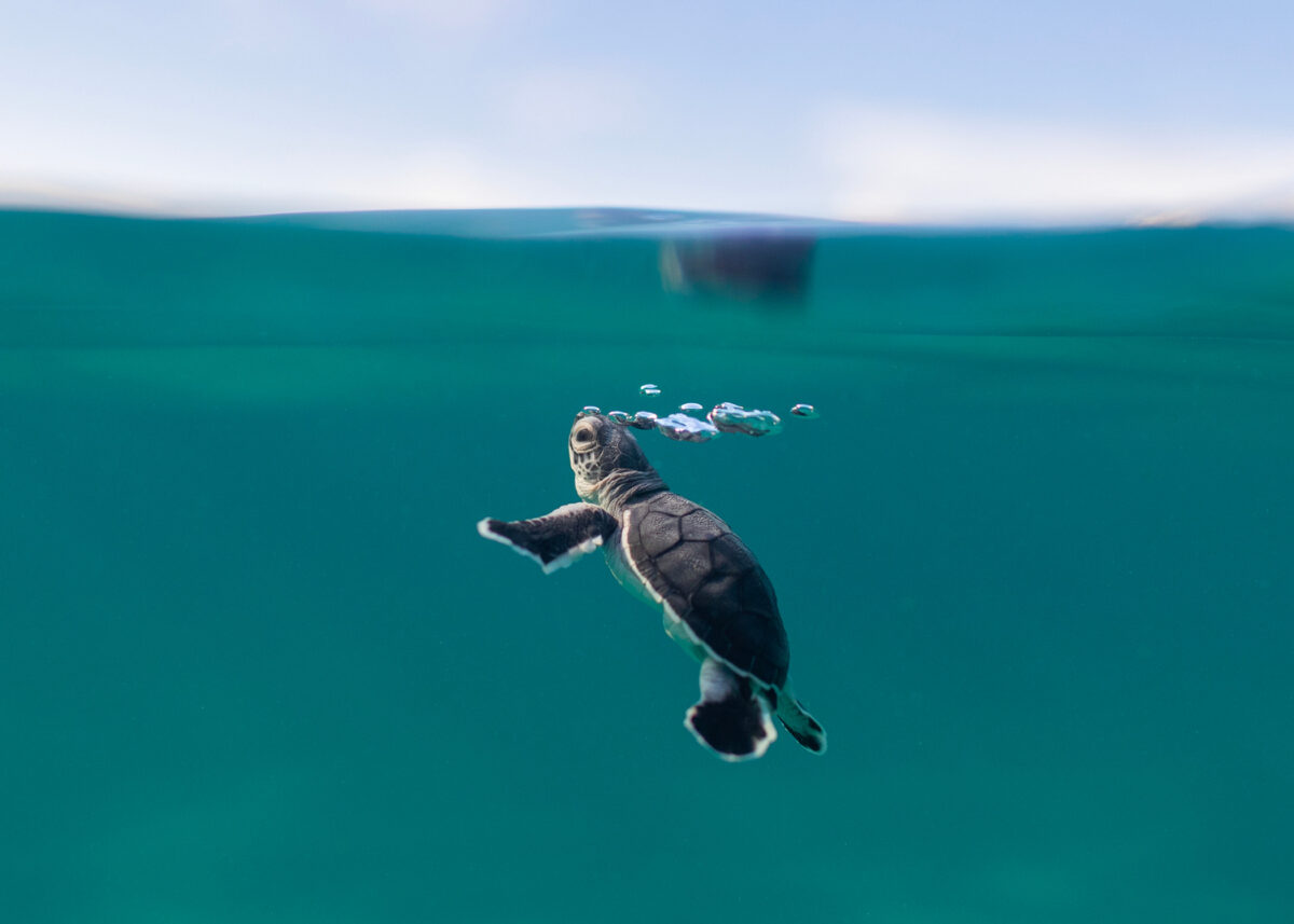 Photography #11680 from Green Sea Turtles