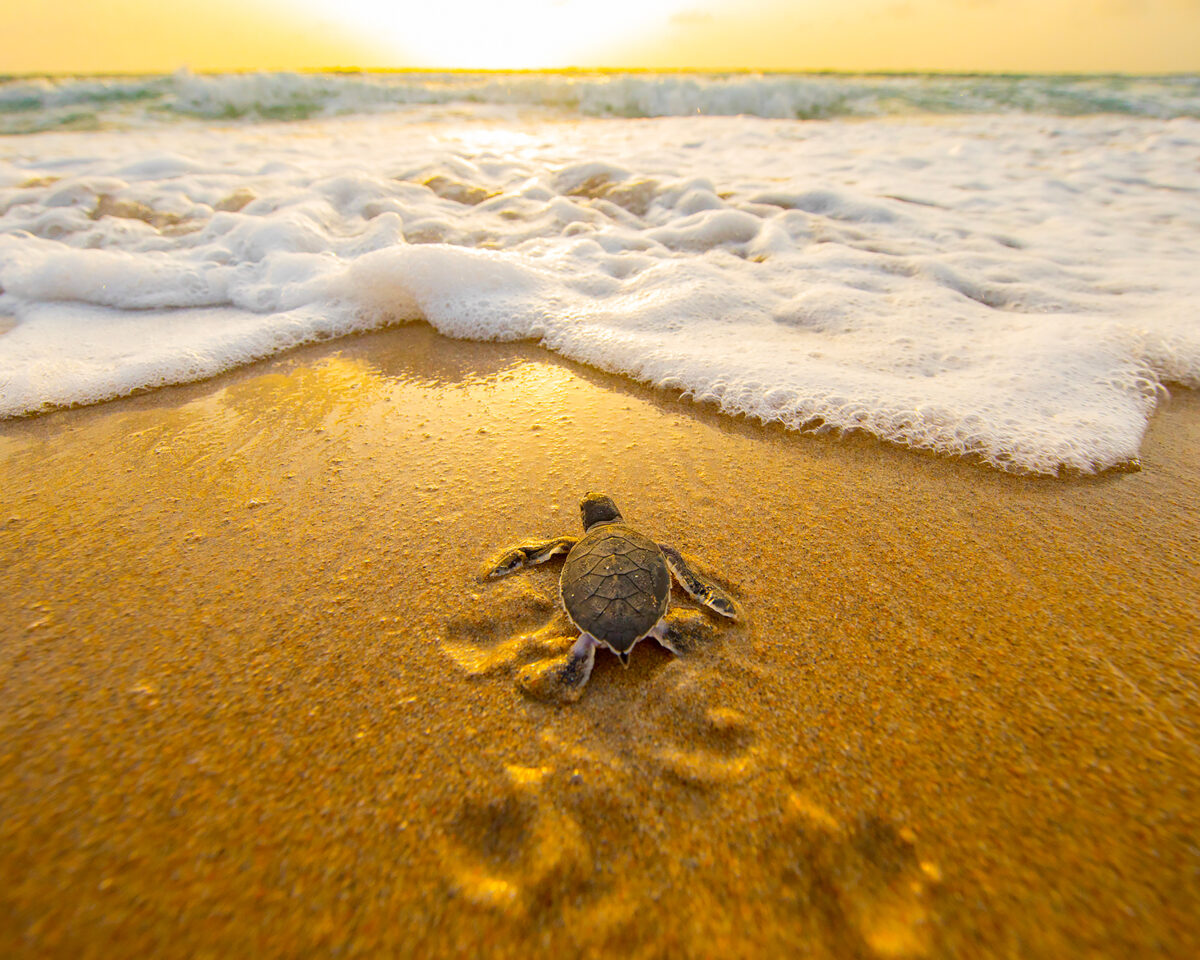 Photography #11679 from Green Sea Turtles