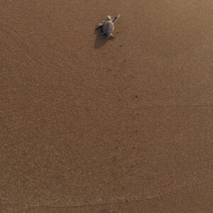 Photography #11973 from Green Sea Turtles
