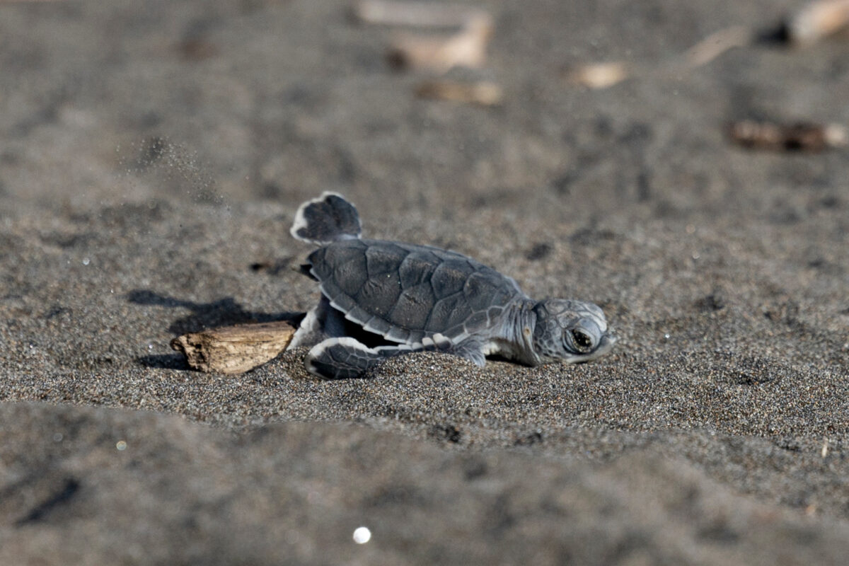 Photography #11974 from Green Sea Turtles