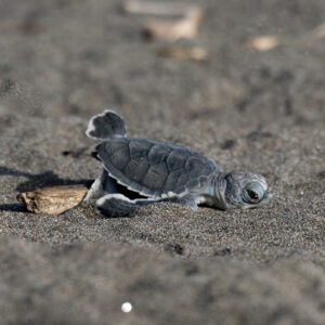 Photography #11974 from Green Sea Turtles