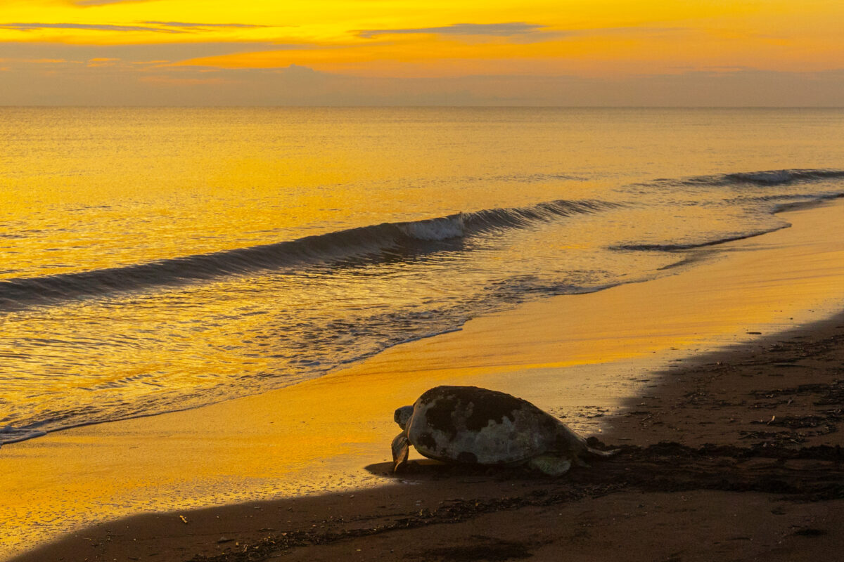 Photography #11976 from Green Sea Turtles