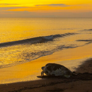 Photography #11976 from Green Sea Turtles