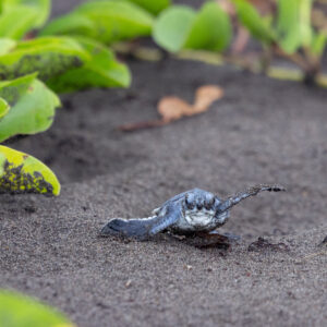 Photography #11979 from Green Sea Turtles