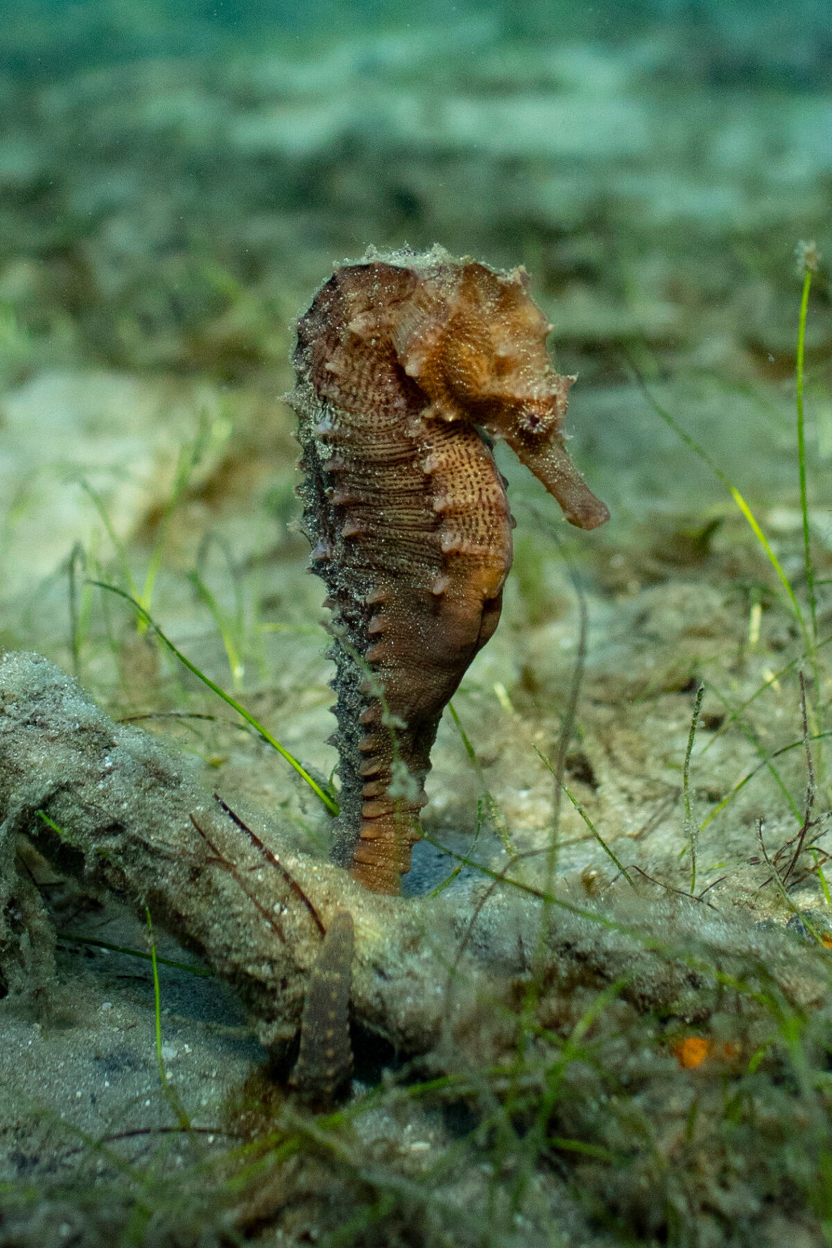 Photography #11932 from Sea Animals