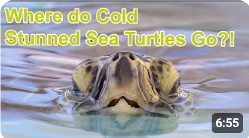 Cold Stunned Sea Turtles