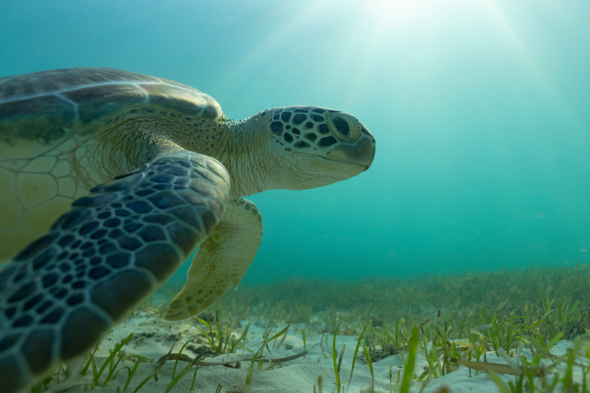 Photography #12051 from Green Sea Turtles