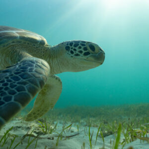 Photography #12051 from Green Sea Turtles