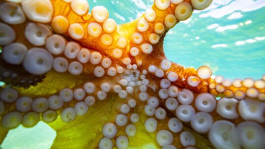 Octopus