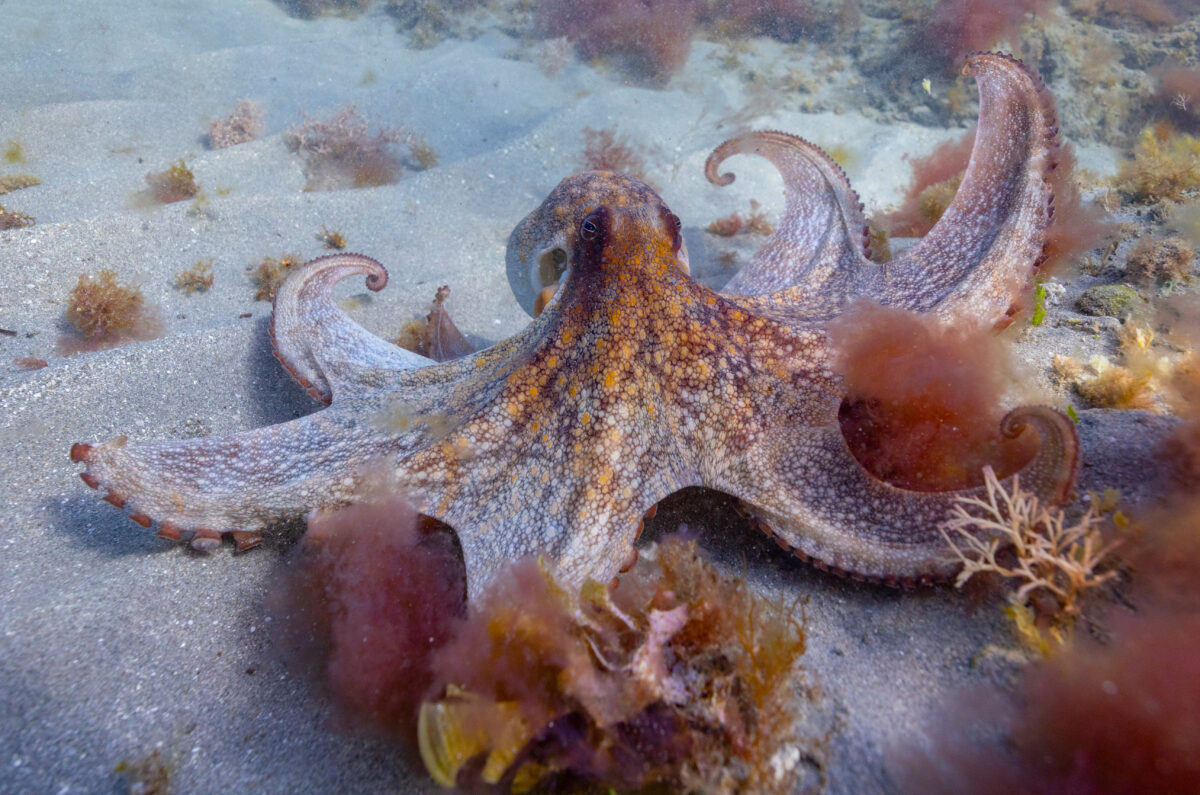 Photography #12041 from Sea Animals