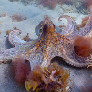 Photography #12041 from Sea Animals