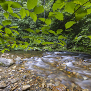 Photography #12126 from Western North Carolina