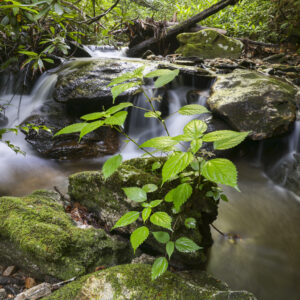Photography #12134 from Western North Carolina