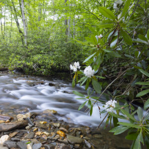 Photography #12144 from Western North Carolina