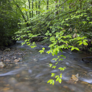 Photography #12136 from Western North Carolina