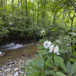 Photography #12160 from Western North Carolina