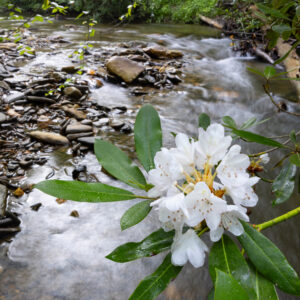 Photography #12114 from Western North Carolina