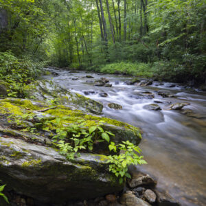 Photography #12154 from Western North Carolina