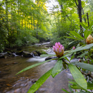 Photography #12148 from Western North Carolina