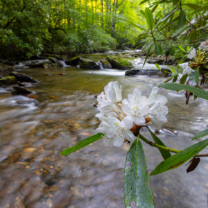Photography #12158 from Western North Carolina