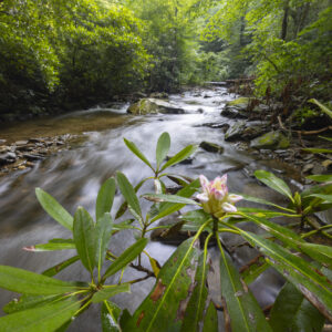 Photography #12180 from Western North Carolina