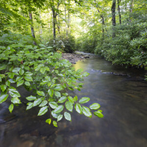 Photography #12178 from Western North Carolina