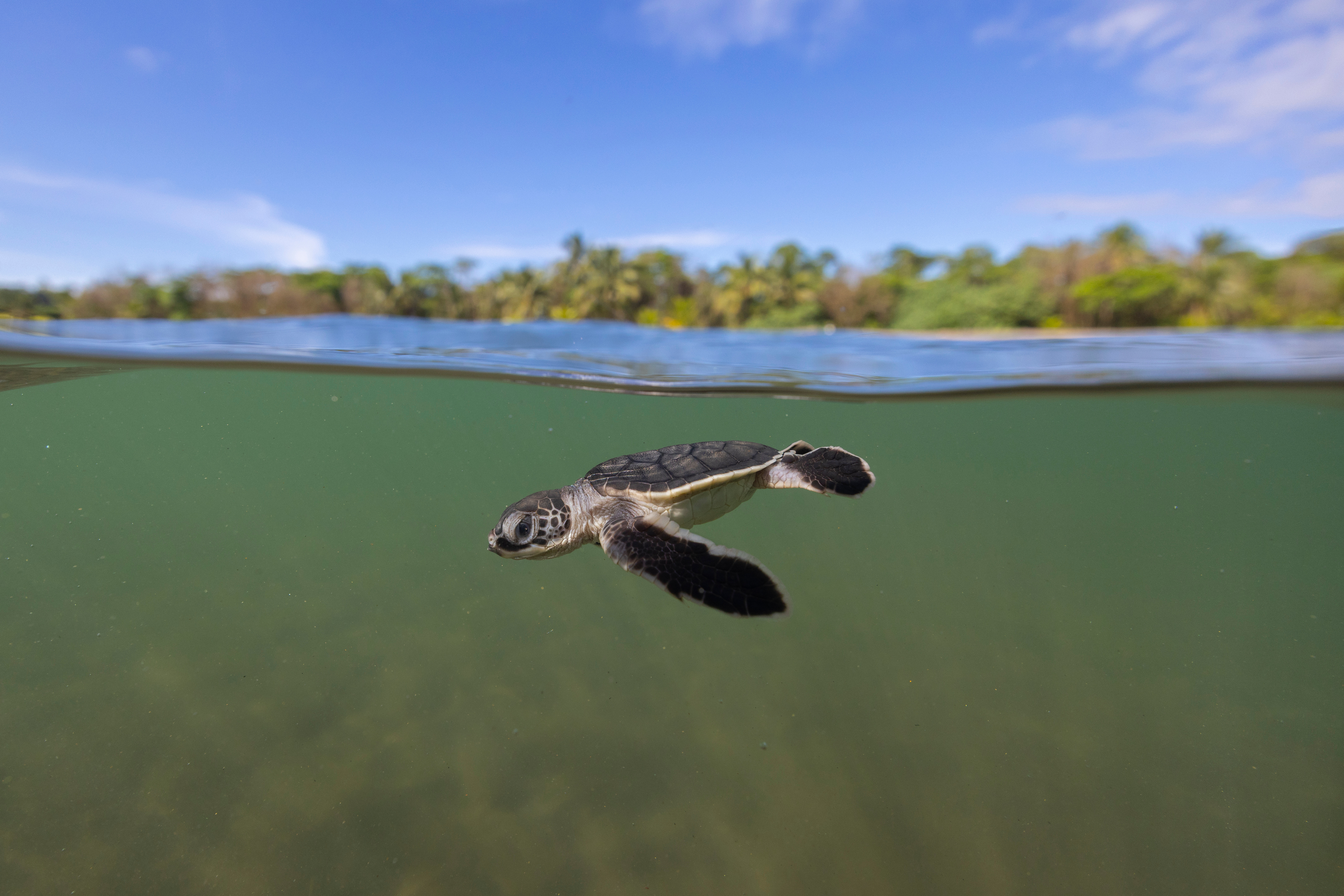 Tortuguero II — Tortuguero, Costa Rica, 2025 by Ben Hicks