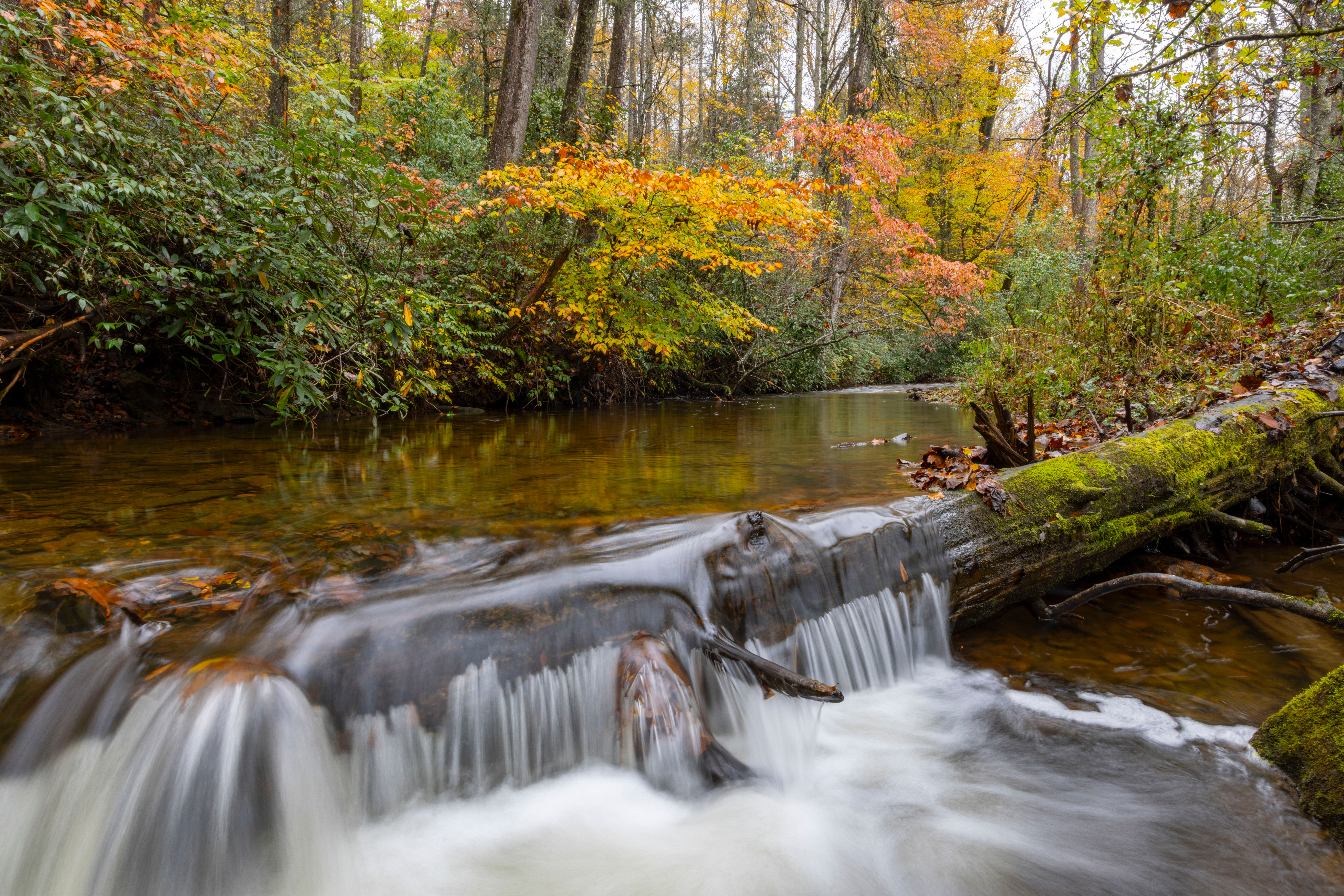 Avery Creek — Pisgah National Forest, NC, 2025 by Ben Hicks