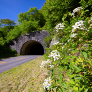 Photography #12613 from Western North Carolina