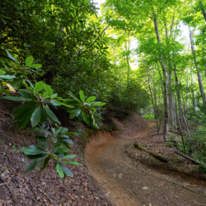 Photography #12611 from Western North Carolina