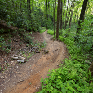 Photography #12609 from Western North Carolina