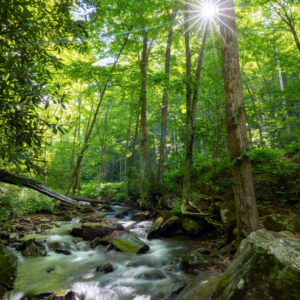 Photography #12595 from Western North Carolina