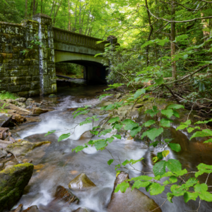 Photography #12593 from Western North Carolina